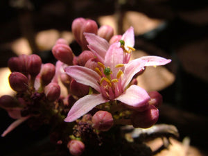 Boswellia ameero (5 Seeds) Socotra