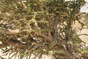 Acacia sarcophylla (10 Seeds) Yemen