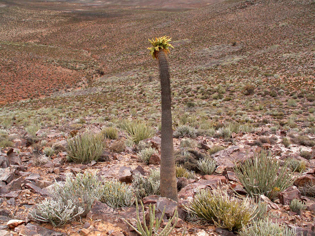 Pachypodium namaquanum 5 seeds Namibia
