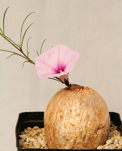 Ipomoea sp. Tanzania (3 Seeds) Caudex