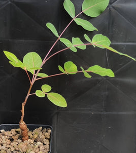 Boswellia ovalifoliolata LIVE PLANT #x1640