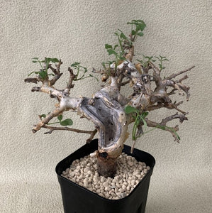 Commiphora stocksiana LIVE PLANT #071105 For Sale