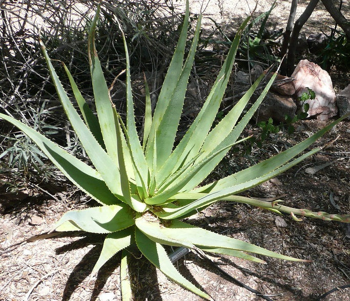 Aloe pachygaster 12 Seeds South Africa
