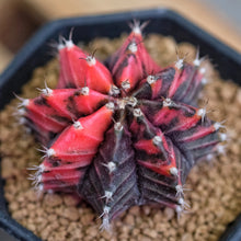 Indlæs billede til gallerivisning Gymnocalycium Mihanovichii (10 Seeds) Cacti