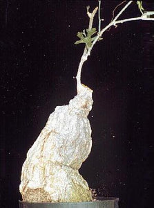 Ibervillea fusiformis (6 Seeds) Caudex