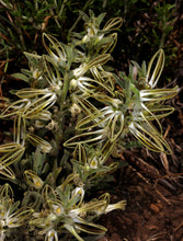 Indlæs billede til gallerivisning Brachystelma circinatum (6 Seeds) Namibia