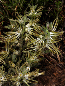 Brachystelma circinatum (6 Seeds) Namibia