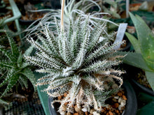 Load image into Gallery viewer, Aloe Haworthioides (20 Seeds) Madagascar