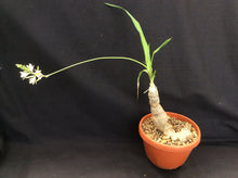 Indlæs billede til gallerivisning Chlorophytum suffruticosum (10 Seeds) Caudex