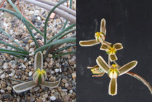 Load image into Gallery viewer, Albuca longipes (12 Seeds) Tanzania