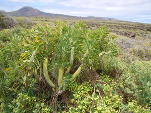 Kleinia neriifolia (10 Seeds) Caudex