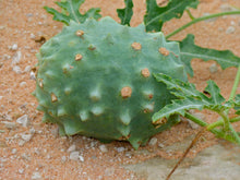 Indlæs billede til gallerivisning Acanthosicyos naudinianus (20 Seeds) Gemsbock Melon Namibia