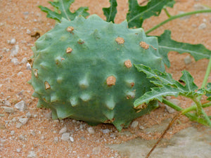 Acanthosicyos naudinianus (20 Seeds) Gemsbock Melon Namibia