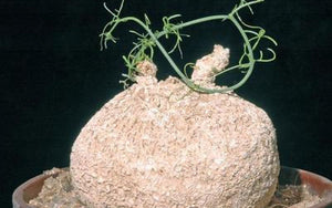 Corallocarpus perrieri (5 Seeds) Caudex