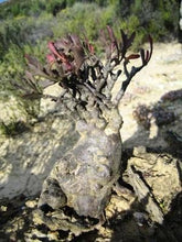 Indlæs billede til gallerivisning Othonna retrofracta (6 Seeds) Caudex