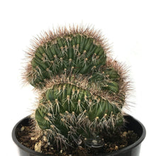 Indlæs billede til gallerivisning Stenocereus Hollianus Cristata (25 Seeds) Cacti Venezuela
