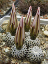 Indlæs billede til gallerivisning Turbinicarpus pseudopectinatus (30 Seeds) Cacti Mexico