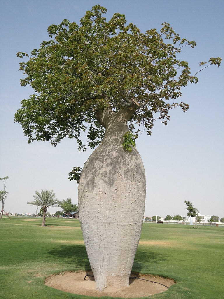 Chorisia insignis (10 Seeds) Caudex