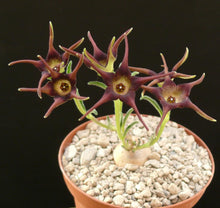 Indlæs billede til gallerivisning Brachystelma dinteri (5 Seeds) Caudex Namibia