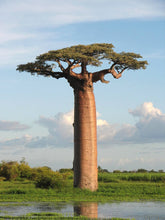 Indlæs billede til gallerivisning Adansonia grandidieri (10 Seeds) Grandidier Baobab, Caudex Madagascar