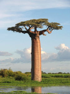 Adansonia grandidieri (10 Seeds) Grandidier Baobab, Caudex Madagascar