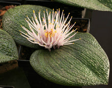 Load image into Gallery viewer, Massonia echinata (7 Seeds)
