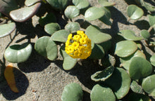 Load image into Gallery viewer, Abronia latifolia (30 Seeds) North America