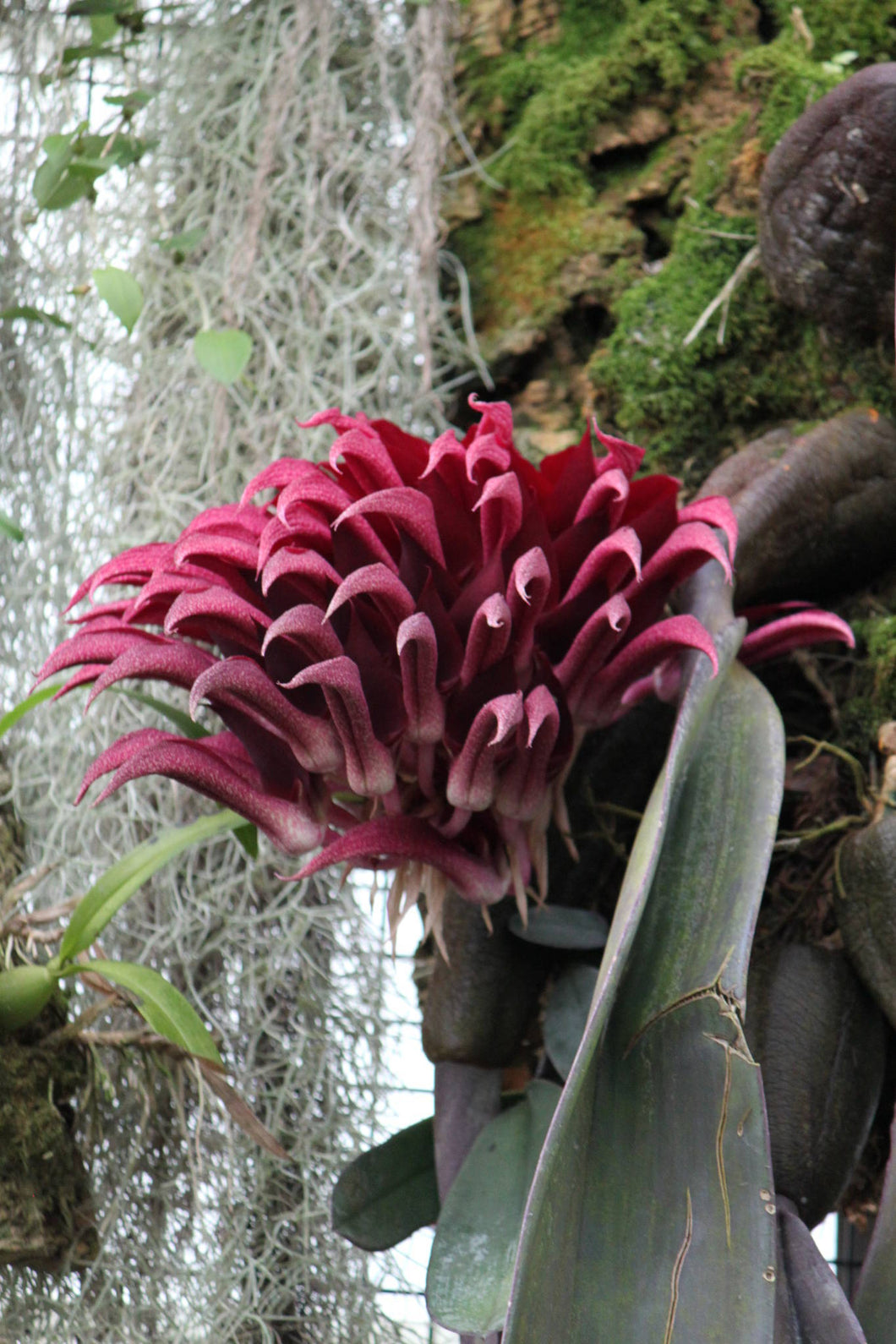 Bulbophyllum fletcherianum (3 Seeds)