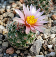 Load image into Gallery viewer, Pediocactus simpsonii (20 Seeds) Cacti