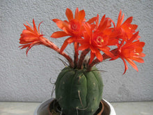 Indlæs billede til gallerivisning Matucana madisoniorum (25 Seeds) Cacti
