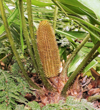 Load image into Gallery viewer, Ceratozamia mexicana (3 Seeds)