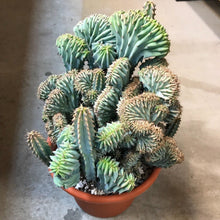 Indlæs billede til gallerivisning Myrtillocactus geometrizans crestata (20 Seeds) Cacti