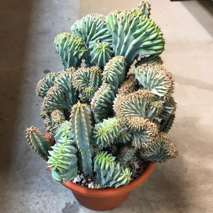 Myrtillocactus geometrizans crestata (20 Seeds) Cacti