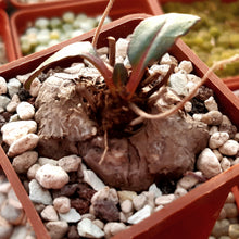Load image into Gallery viewer, Aeollanthus subacaulis (10 Seeds) Caudex Zimbabwe