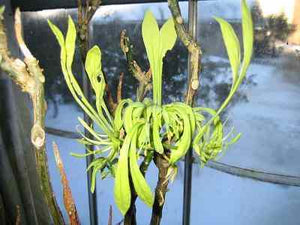 Euadenia eminens (4 Seeds)