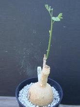 将图片加载到图库查看器，Moringa longituba (5 Seeds) Caudex