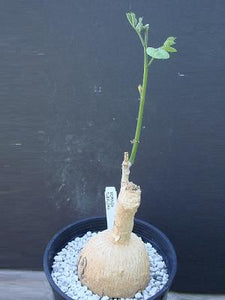 Moringa longituba (5 Seeds) Caudex