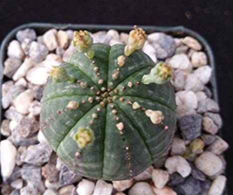 Euphorbia obesa (10 Seeds) Cacti