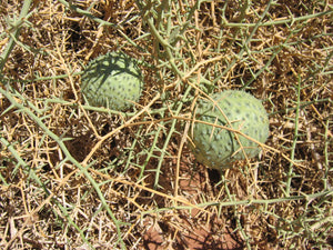 Acanthosicyos horridus 5 seeds Nara Melon Namibia