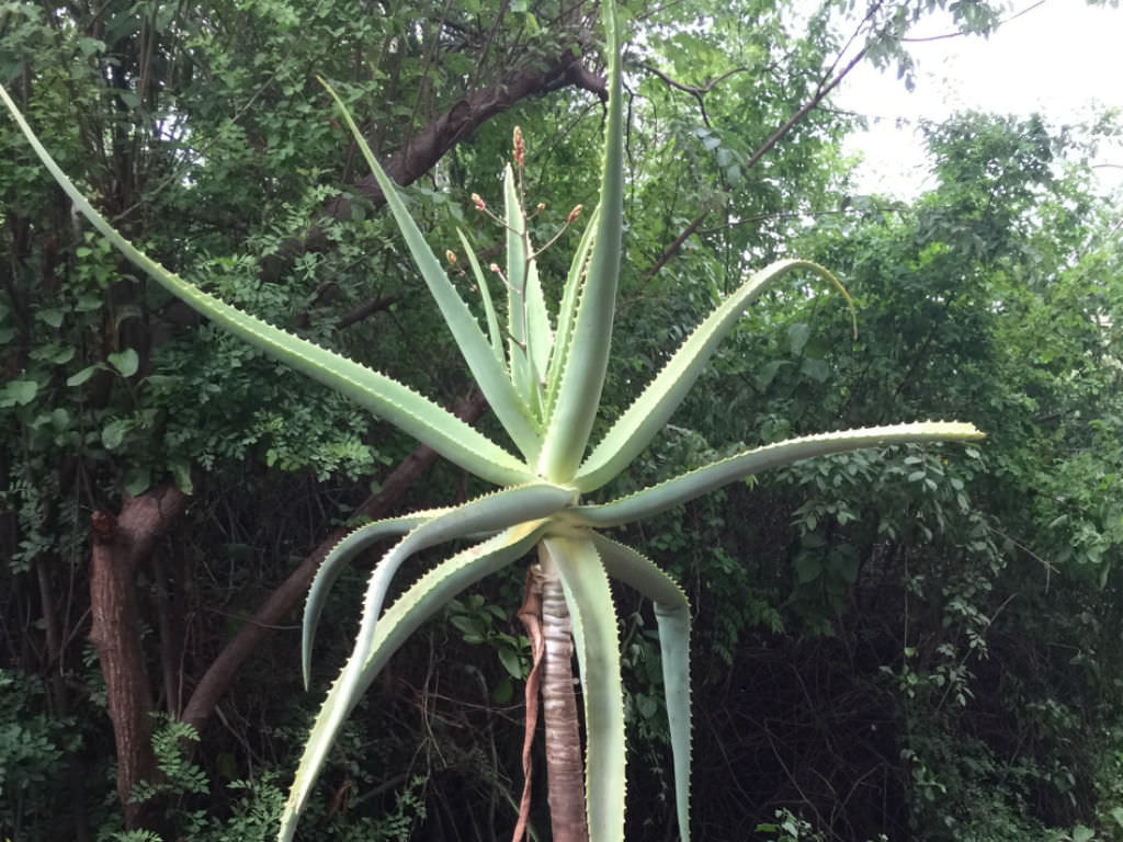 Aloe ballyi (7 Seeds) Tanzania