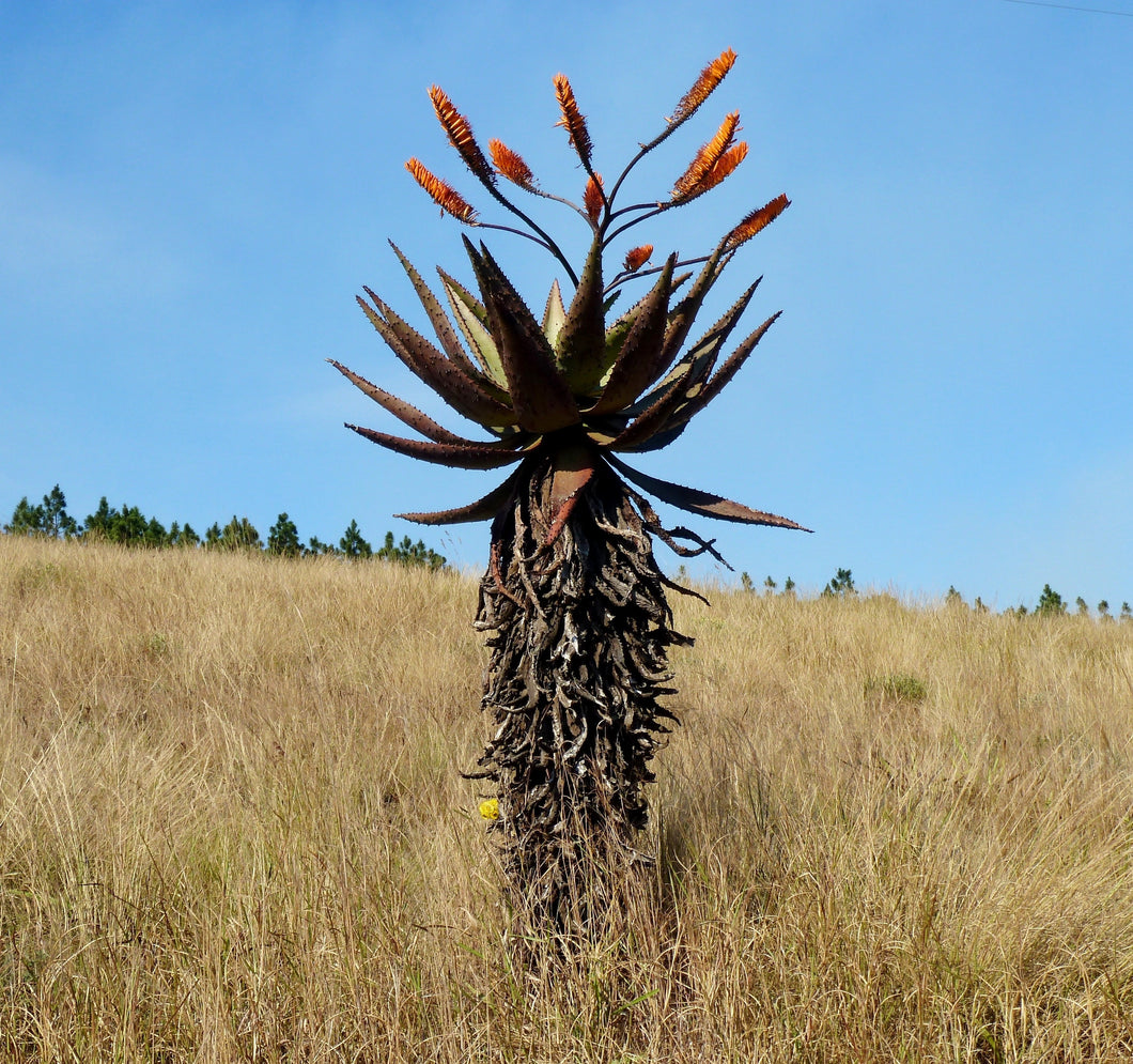 Aloe marlothii (10 Seeds) South Africa