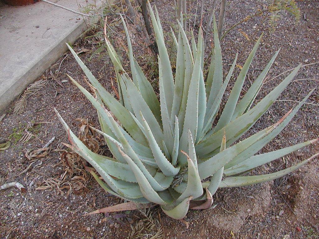 Aloe namibiensis (8 Seeds) Namibia