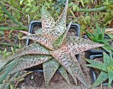 Load image into Gallery viewer, Aloe rauhii (10 Seeds) Madagascar