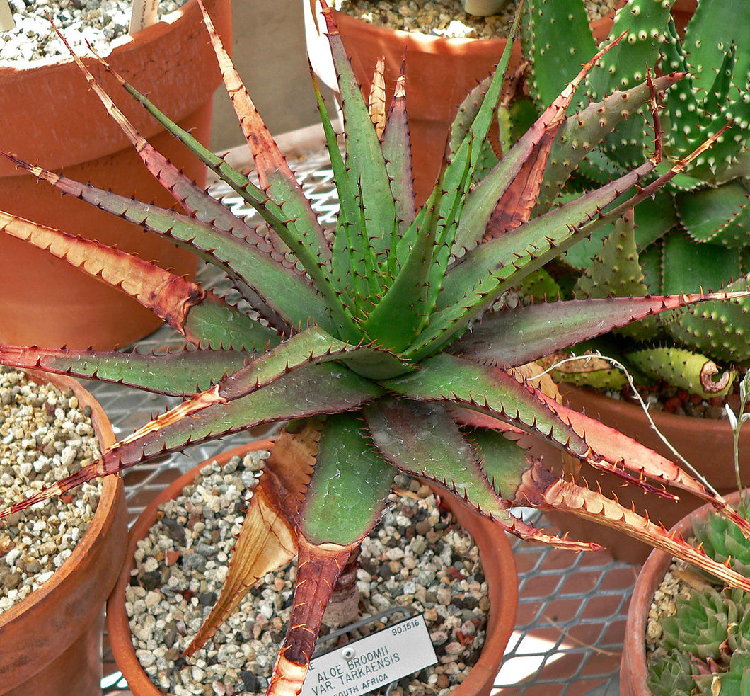 Aloe broomii (10 Seeds) South Africa