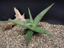 Load image into Gallery viewer, Aloe scobinifolia (10 Seeds) Somalia .
