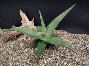 Aloe scobinifolia (10 Seeds) Somalia .