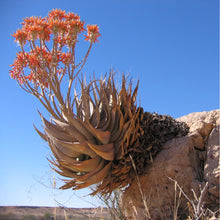 Load image into Gallery viewer, Aloe hereroensis (10 Seeds) Namibia