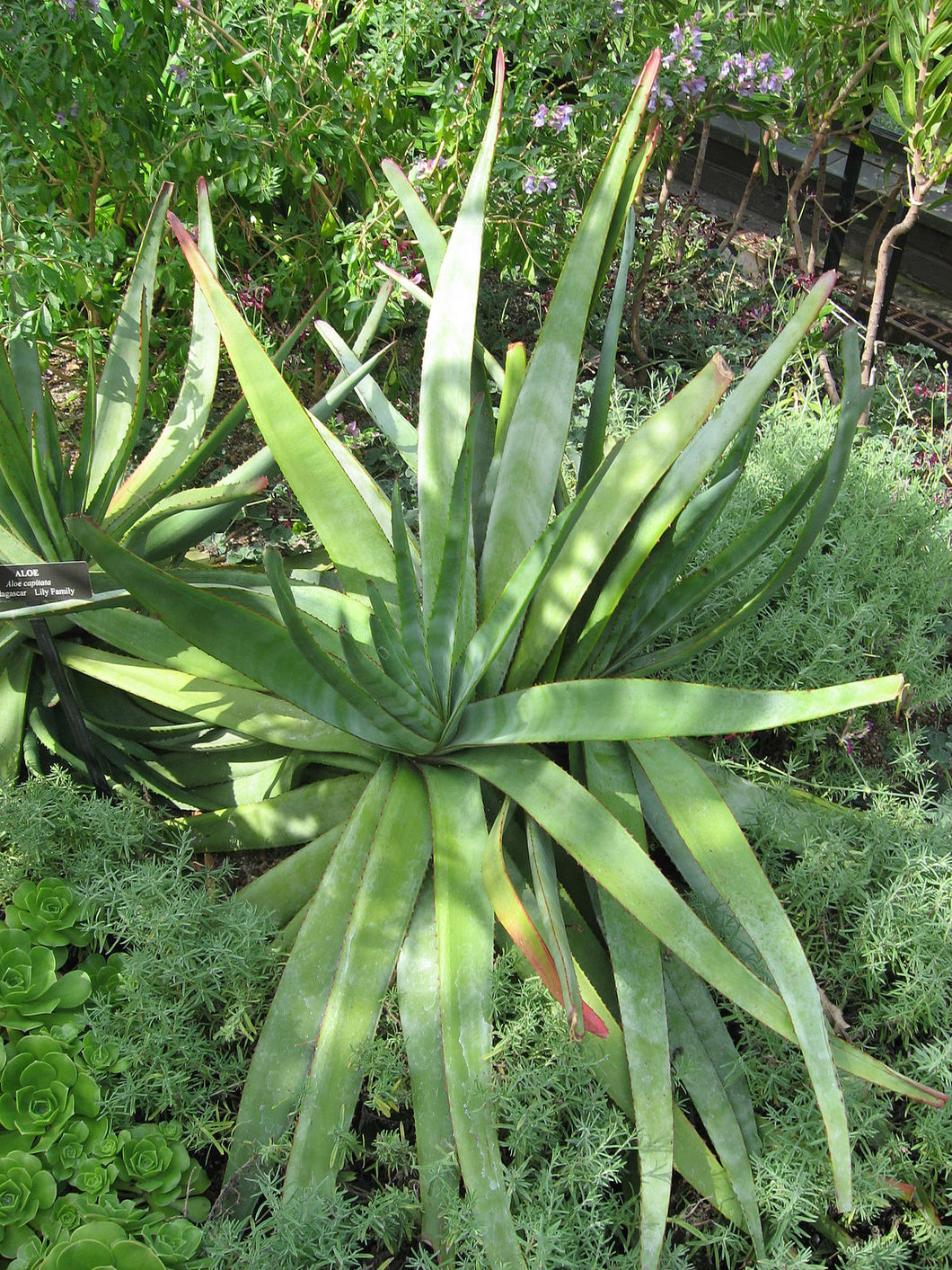Aloe capitata (10 Seeds) Madagascar