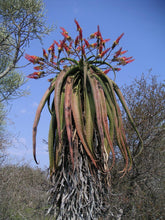 Load image into Gallery viewer, Aloe vaotsanda ( 7 Seeds ) Madagascar