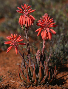 Aloe dewinteri  RARE (10 Seeds) Namibia